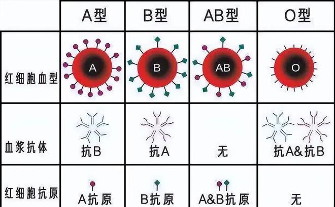 ab型a型生o型怎么办_a型b型o型_o跟a型血生出什么血型
