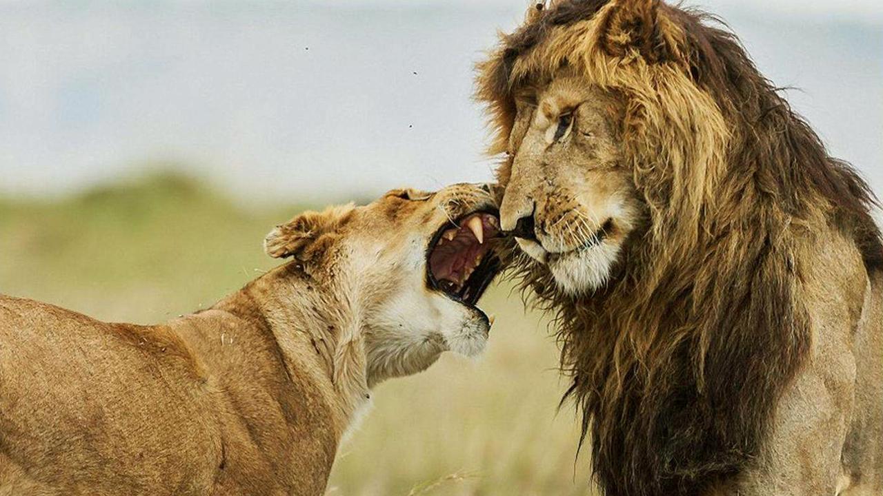 狮子座世界名人_八月二日是狮子什么座_处座男和狮子女的爱情