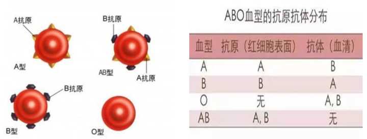 abo血型鉴定与血涂片观察_abo血型鉴定分析结论_简述abo血型鉴定的检测原理