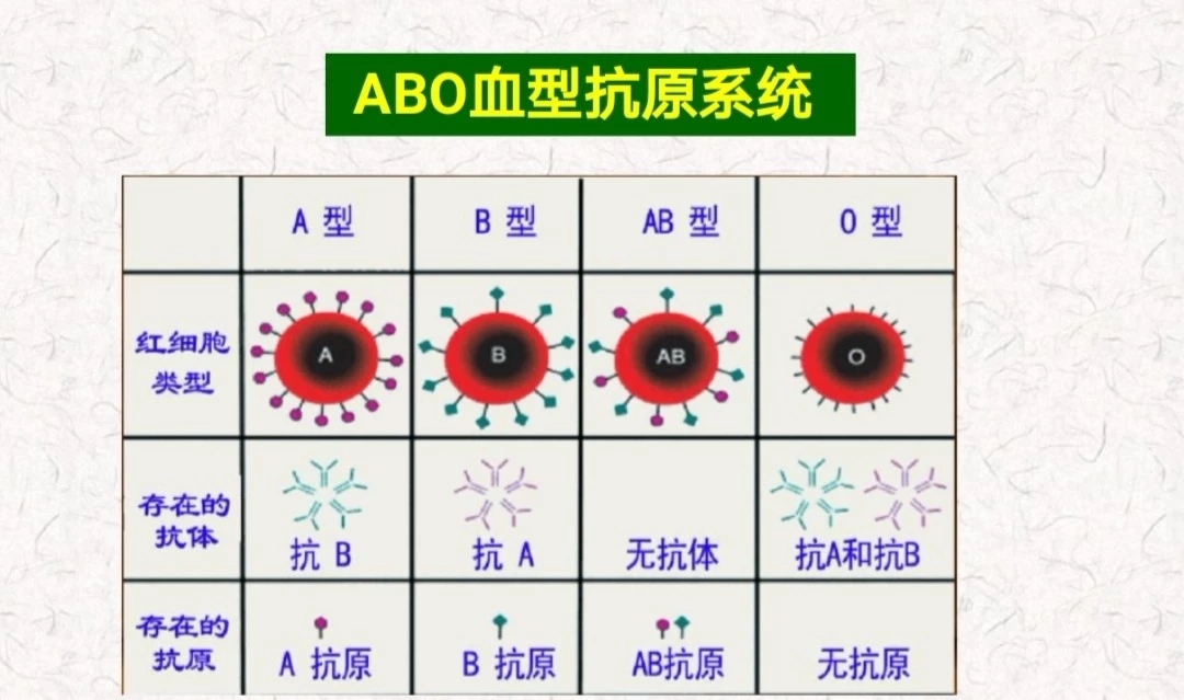 ab型血吃什么最好_ab型rh阳性是熊猫血吗_ab型女血和a型男血配吗