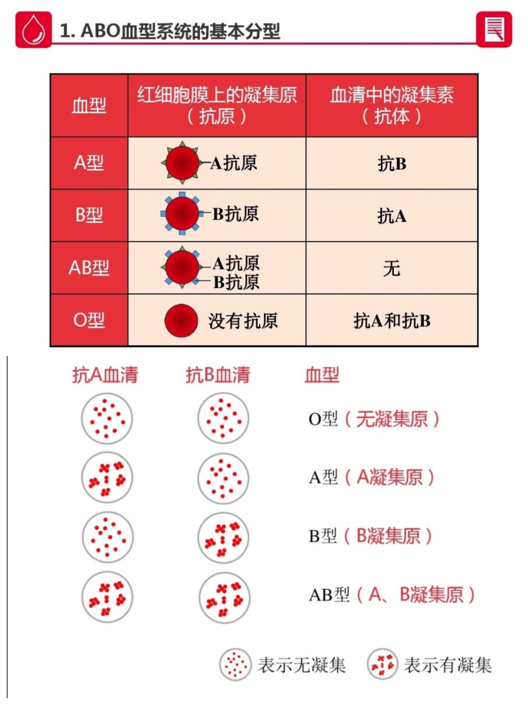 最常见血型_abo血型与rh血型_常见血型稀有排行