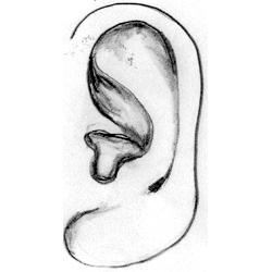 两只耳朵不一样大面相_大s耳朵面相_非传染性湿疹样皮炎耳朵