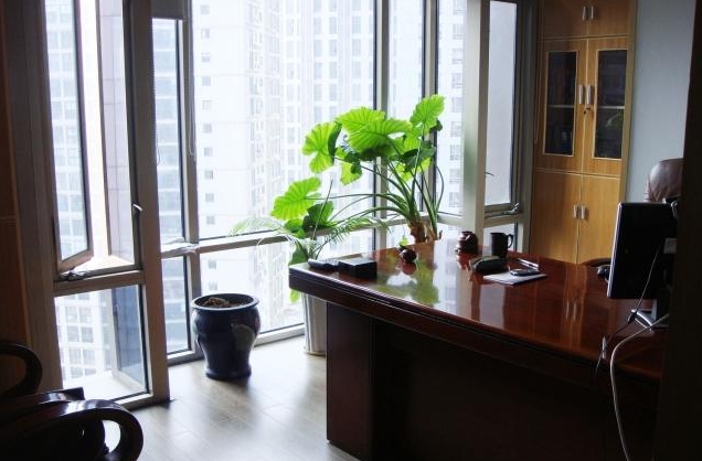 办公桌上绿植摆放风水_女生办公室的绿植_办公室绿植大型风水