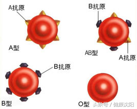 熊猫b型血和b型血生孩子_b型和熊猫血的孩子可能是什么血型_熊猫b型血是什么血型