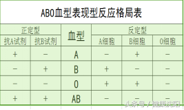 熊猫b型血和b型血生孩子_熊猫b型血是什么血型_b型和熊猫血的孩子可能是什么血型