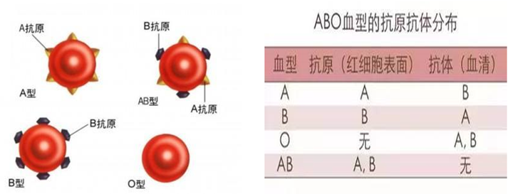 血型种类表_血型分为_血型分几种