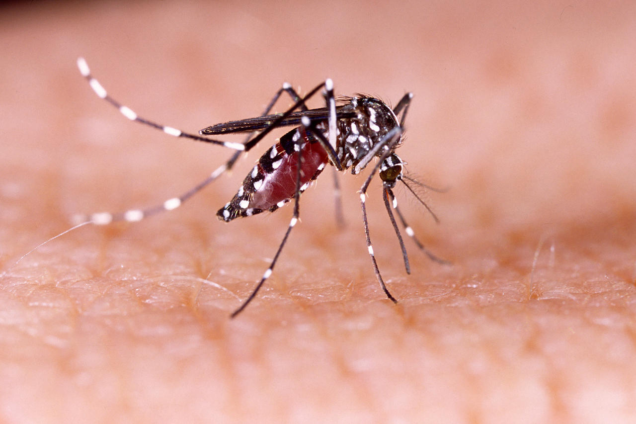 吸蚊子的血型_蚊子吸血血型有关吗_蚊子吸血血型的关系