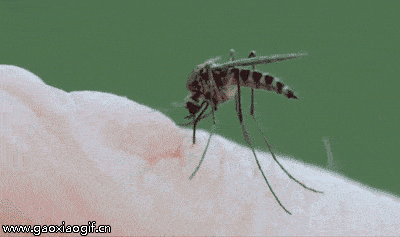 蚊子吸血血型的关系_吸蚊子的血型_蚊子吸血血型有关吗
