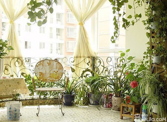 室外风水植物_室外风水植物和花卉_室外风水植物摆放位置