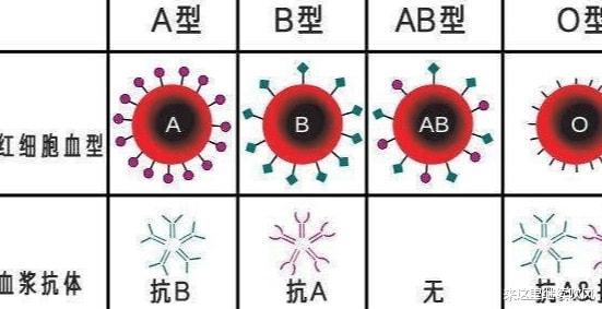 四种血型哪种血型最健康_不同血型健康指南_血型的健康优势和劣势