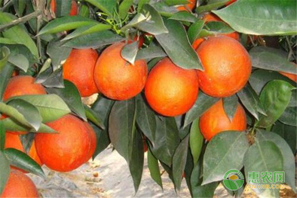 塔罗科血橙和普通橙的区别_塔罗科血橙优缺点_血橙塔罗科