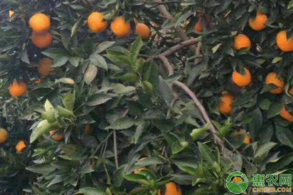 血橙塔罗科_塔罗科血橙优缺点_塔罗科血橙和普通橙的区别
