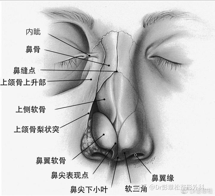 鼻子偏曲面相_面相鼻子偏曲代表什么_鼻子歪曲面相
