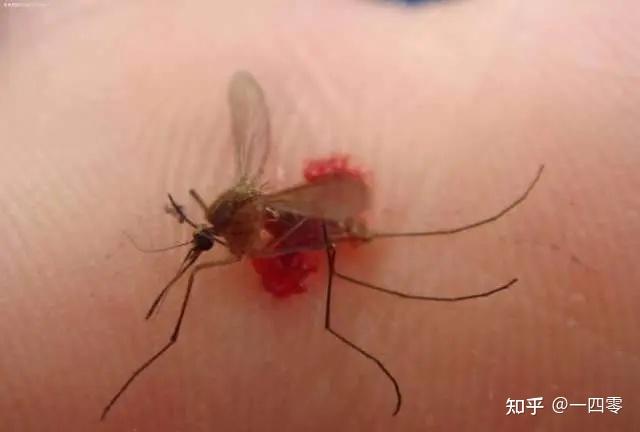 蚊子咬血型的人_蚊子咬人的血型_蚊子叮咬血型的人