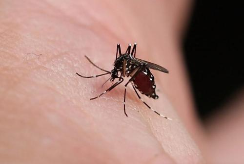 蚊子咬人的血型_蚊子叮咬血型的人_蚊子咬血型的人